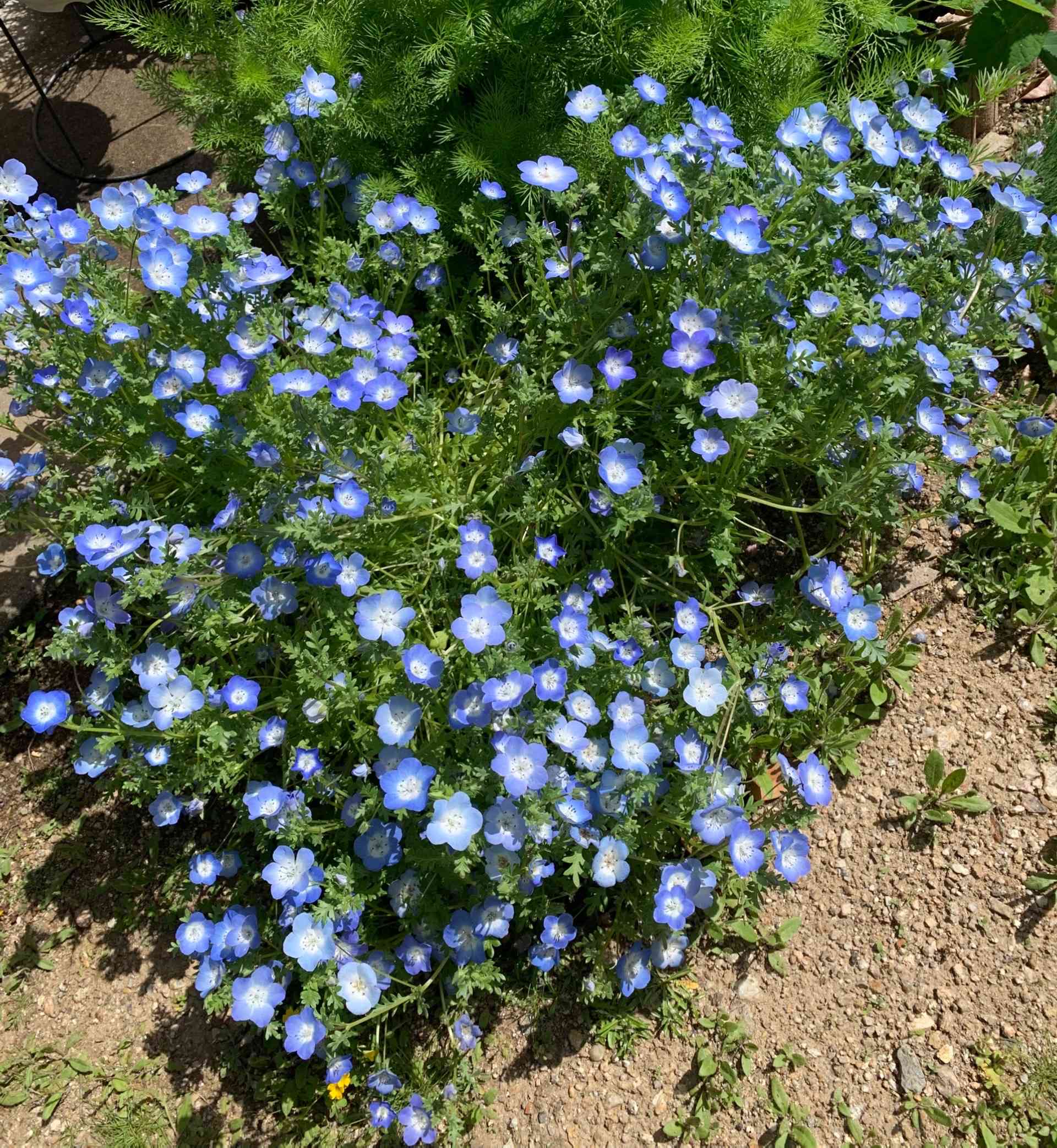 ネモフィラ種まき｜🍀GreenSnap（グリーンスナップ）