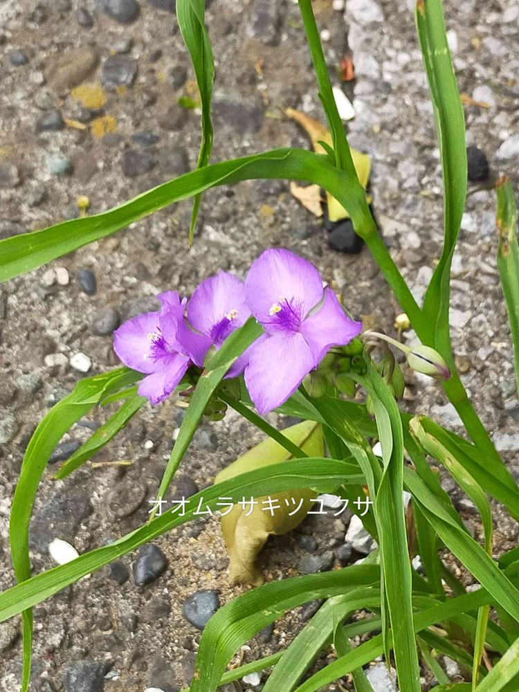 とりさんの港の見える丘公園への投稿