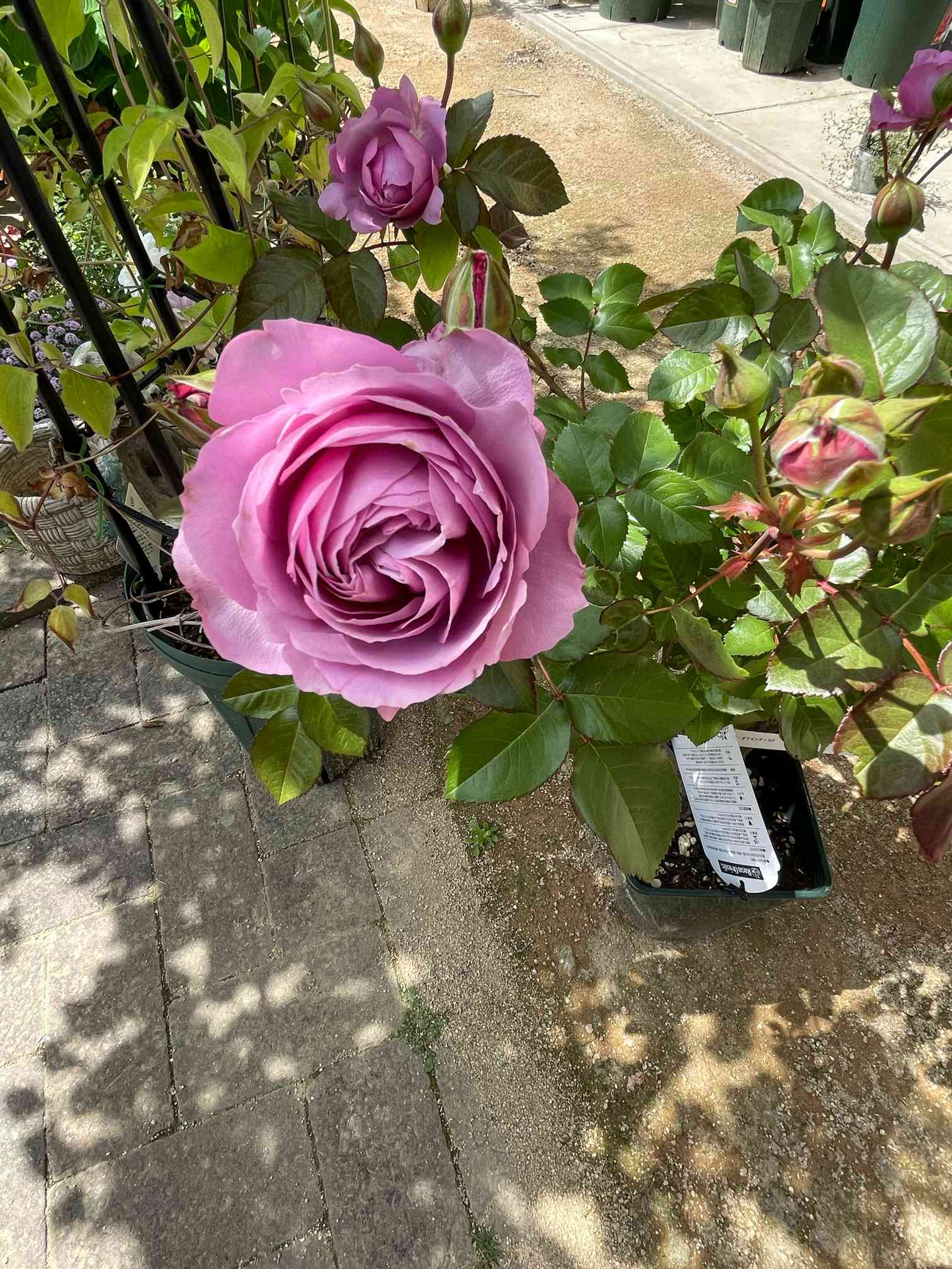 バラ•シュリンクスの記録(ロサオリエンティス)｜🍀GreenSnap（グリーン