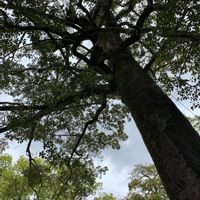 オガタマノキ,木はいいなあ,樹木見上げ隊,植物大好き,GS空耳アワーの画像