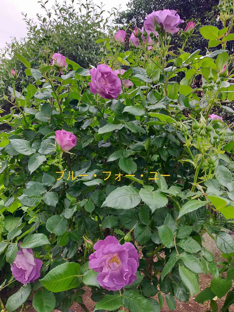 とりさんの港の見える丘公園への投稿