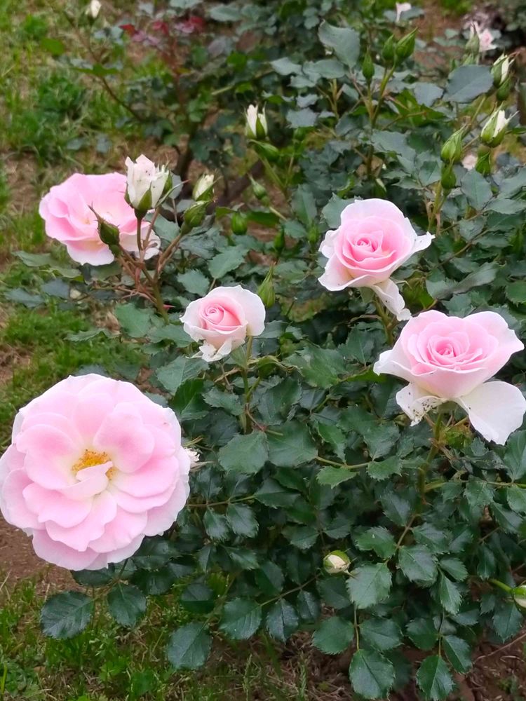 とりさんの港の見える丘公園への投稿