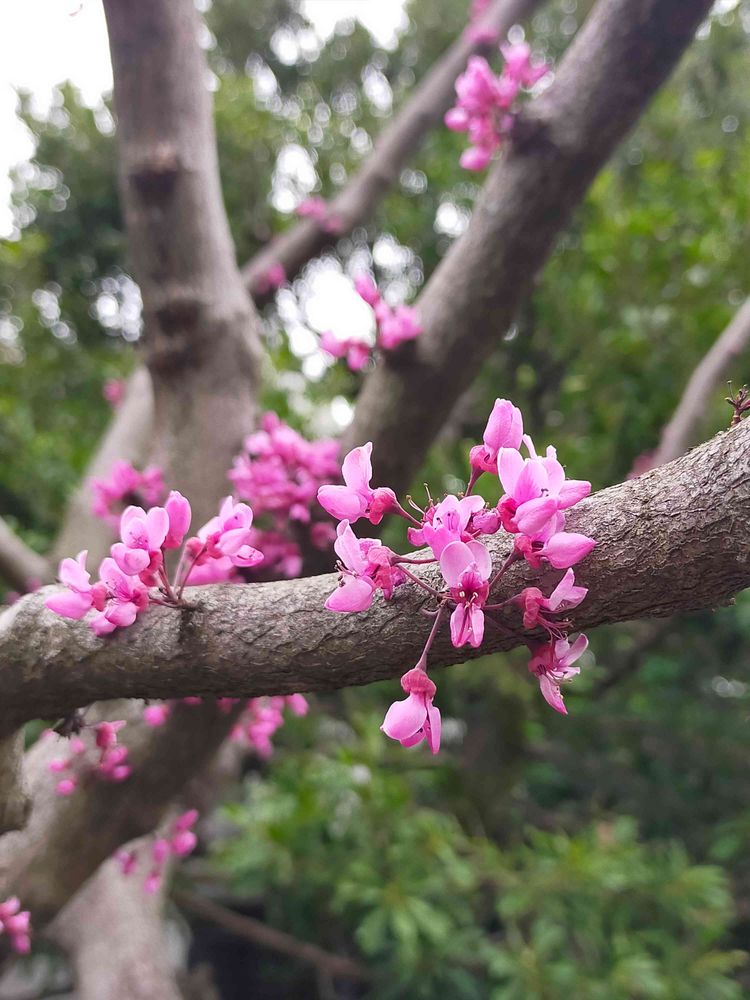 とりさんの港の見える丘公園への投稿