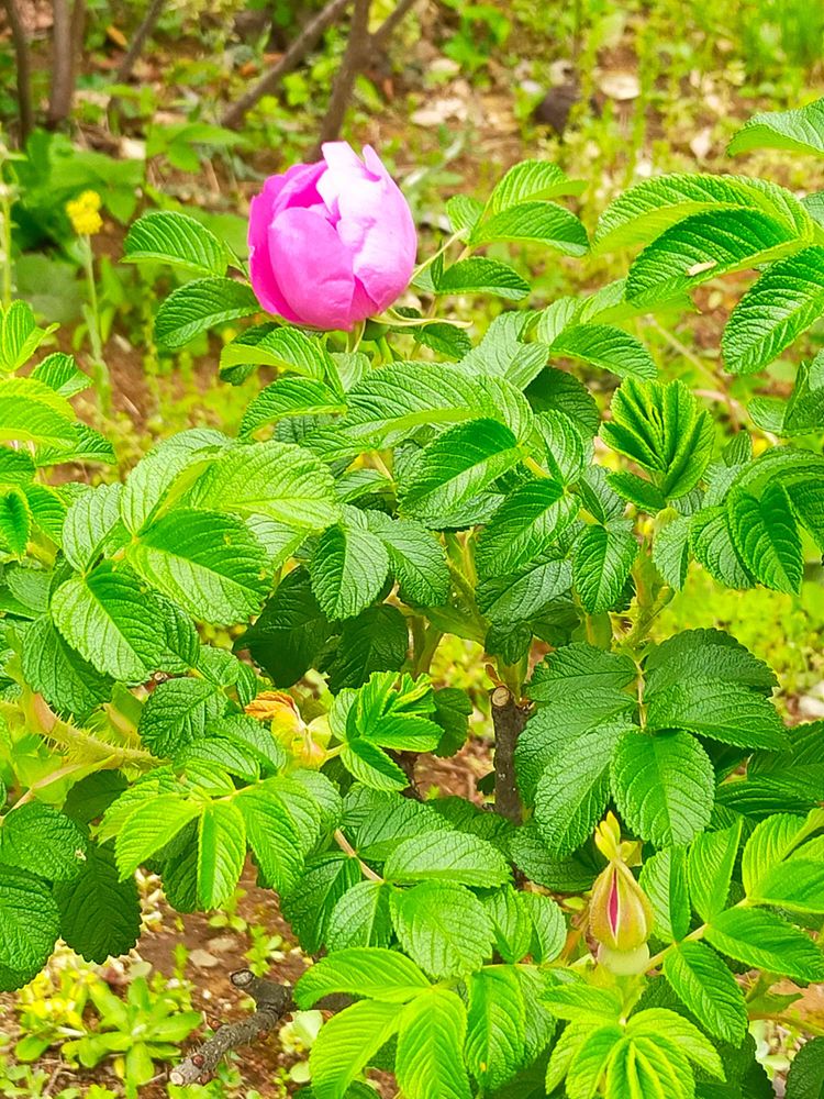 とりさんの港の見える丘公園への投稿