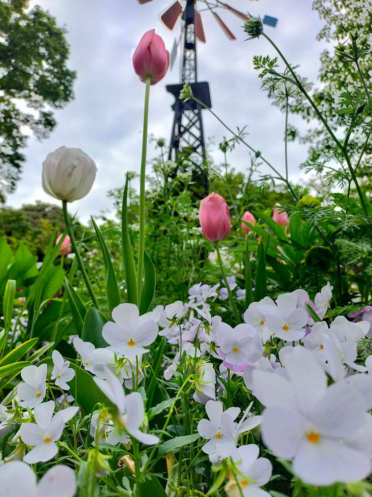 とりさんの港の見える丘公園への投稿