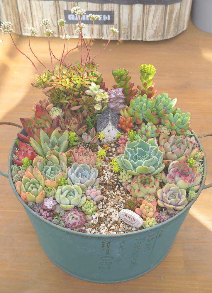 多肉植物 箱庭作り｜🍀GreenSnap（グリーンスナップ）