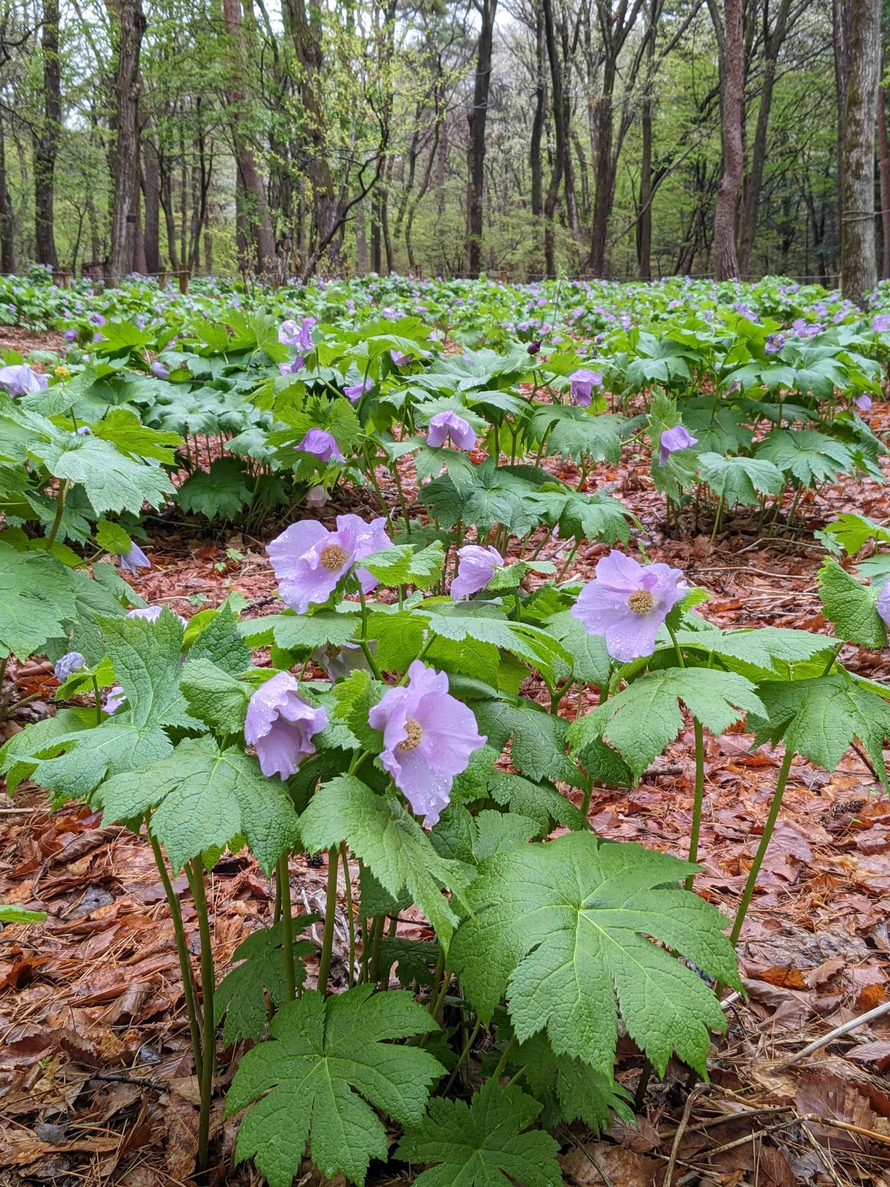 赤城自然園】シラネアオイ咲く頃 2023年4月｜🍀GreenSnap