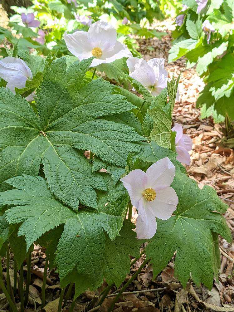 赤城自然園】シラネアオイ咲く頃 2023年4月｜🍀GreenSnap（グリーンスナップ）