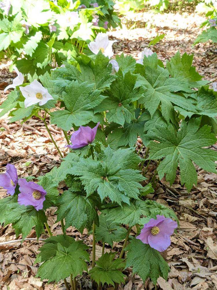 赤城自然園】シラネアオイ咲く頃 2023年4月｜🍀GreenSnap（グリーンスナップ）