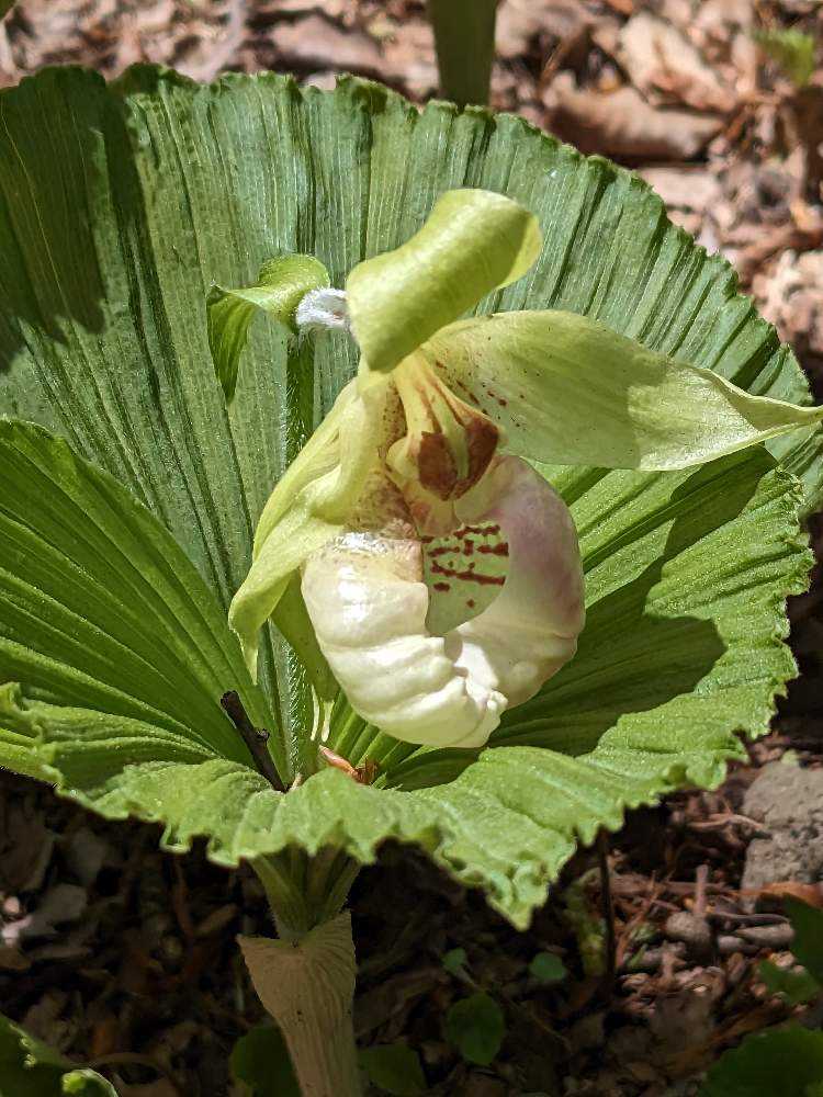 赤城自然園】シラネアオイ咲く頃 2023年4月｜🍀GreenSnap（グリーンスナップ）