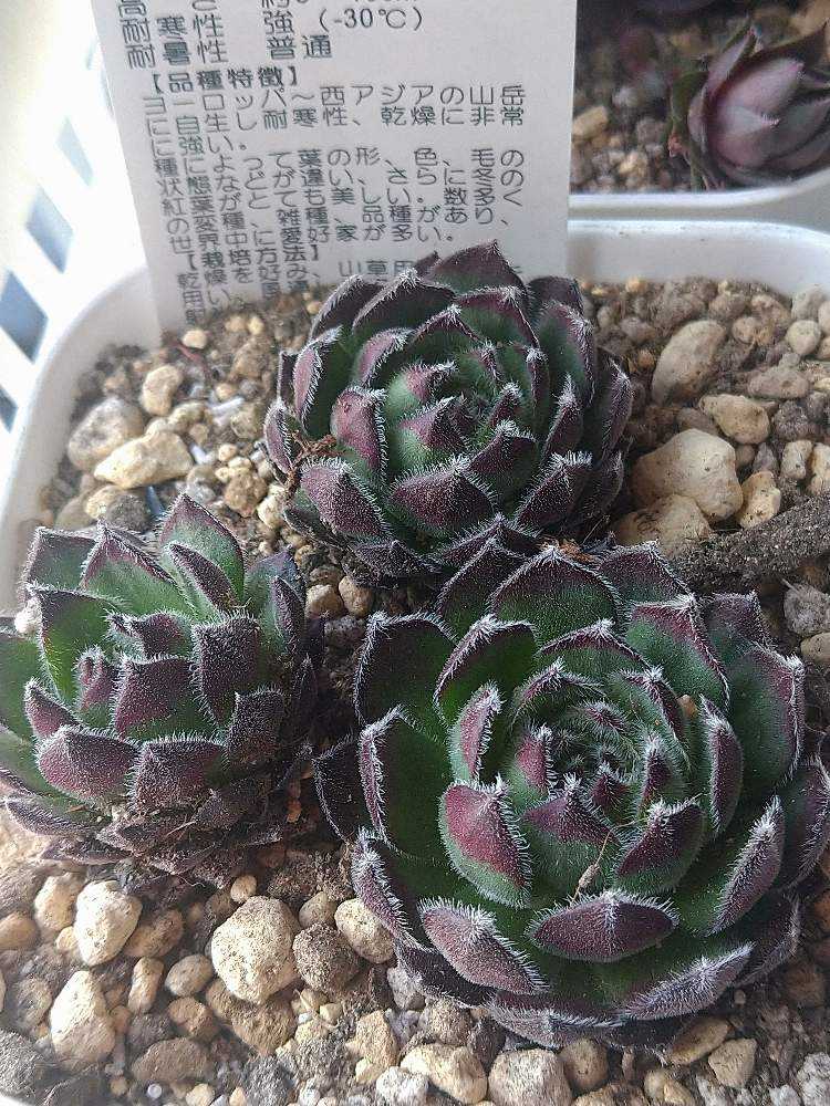 ☑選べるセンペルビウム Pacific Grace パシフィックグリーンローズ