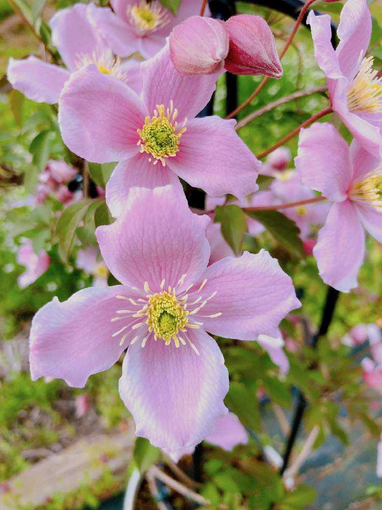 Ｄ・クレマチス・紀三井寺・きみいでら・宿根草・四季咲き・旧枝咲き・弱剪定・ D・クレマチス・紀三井寺・きみいでら・宿根草・四季咲き・旧枝咲き