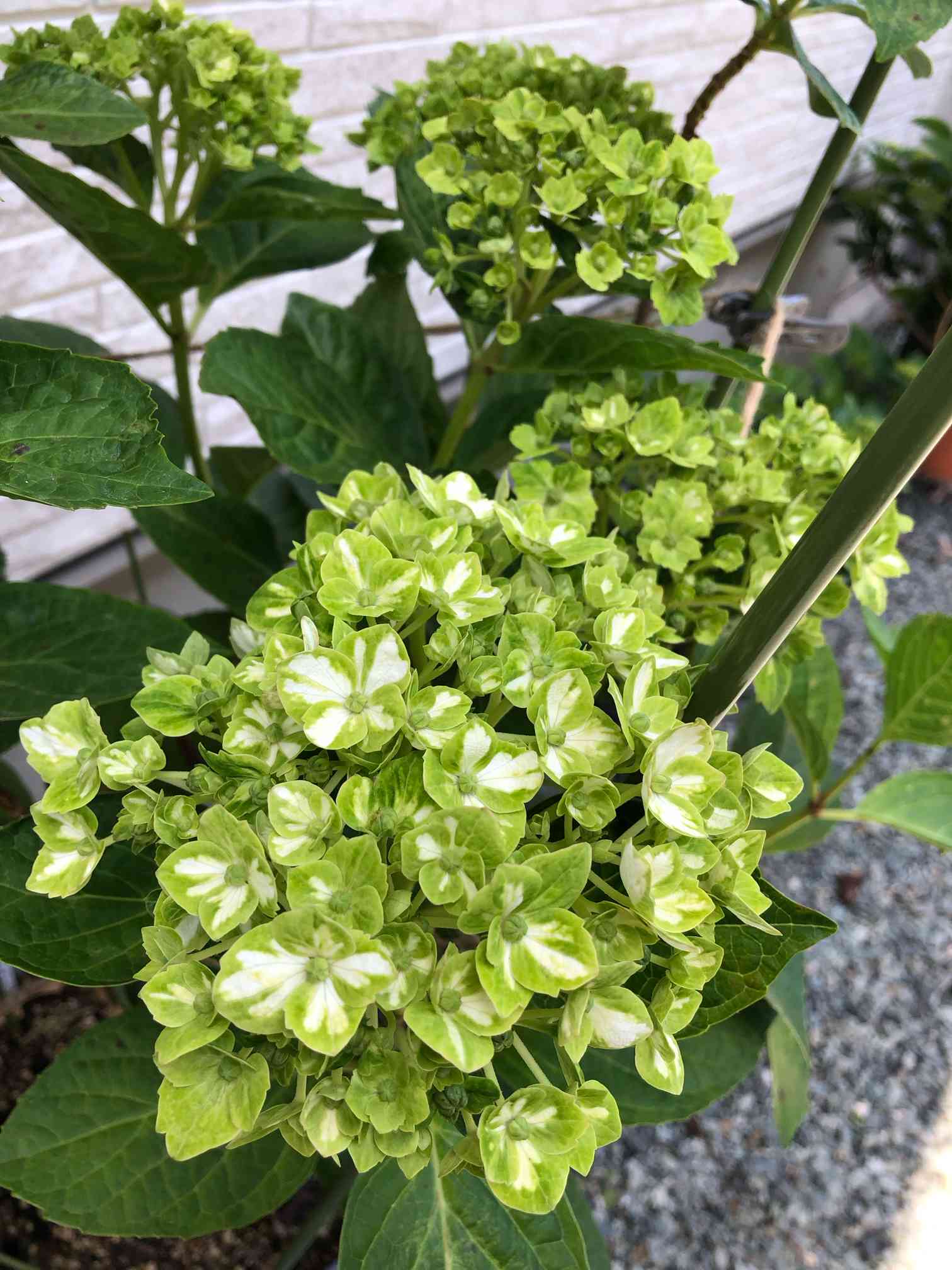 紫陽花 エスメラルダの一覧｜🍀GreenSnap（グリーンスナップ）