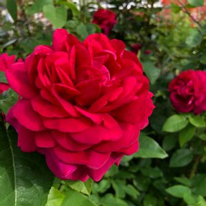 バラ,イングリッシュローズ,赤い薔薇,バラ ザ・ダークレディ,北海道の画像