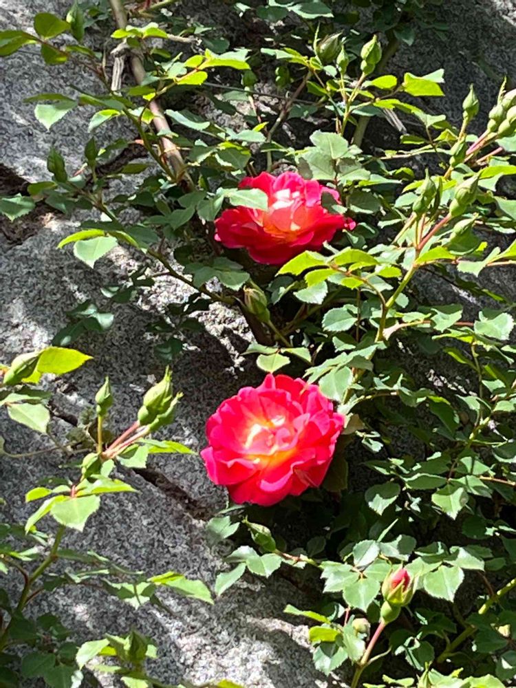 カコさんの山手イタリア山庭園への投稿