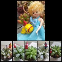 ハオルチア レツーサ,ハオルチア アイススプライト,ハオルチア・レディ,雪の花,ぼん・レツーサの画像