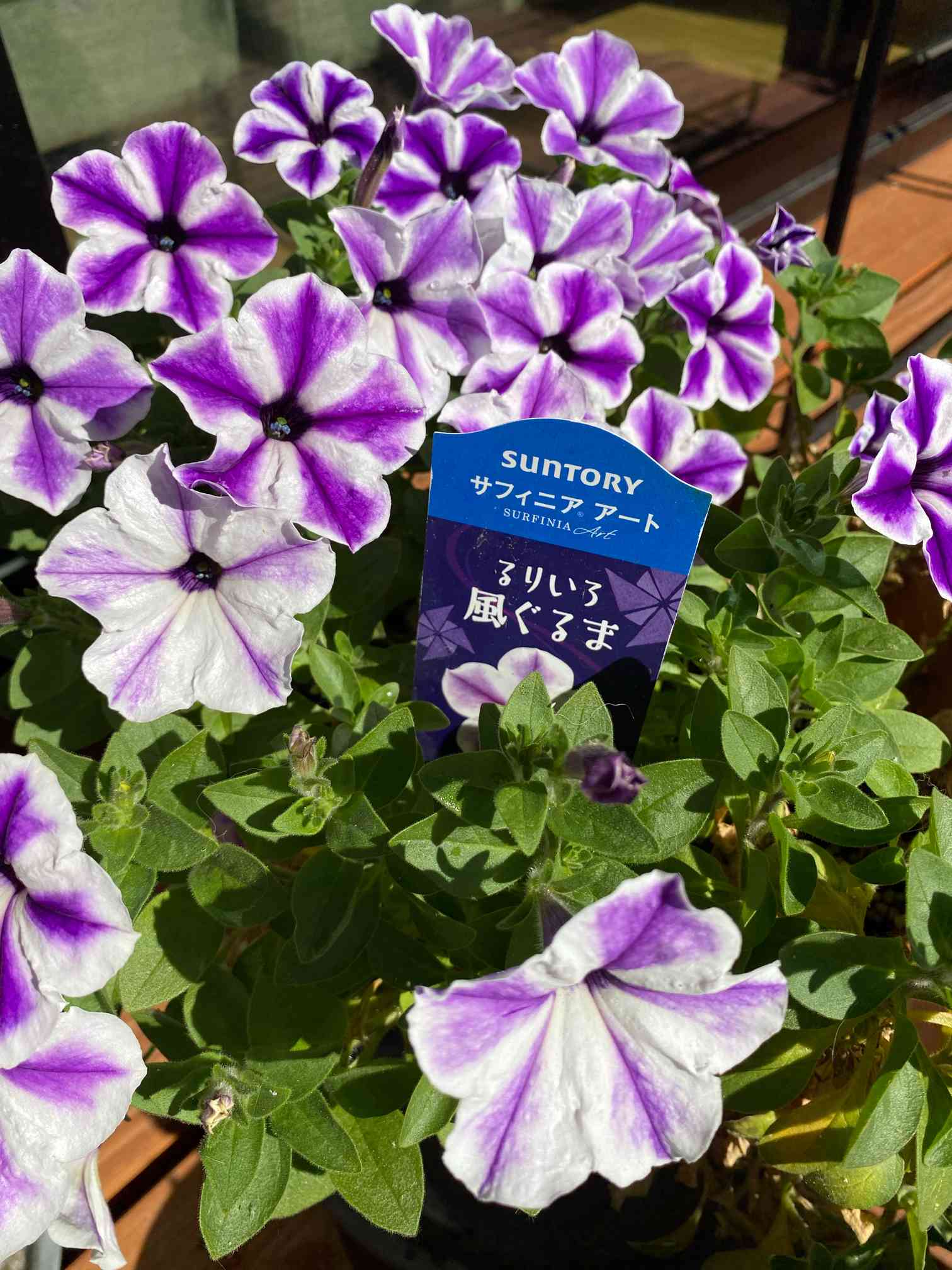 サントリーサフィニアアートるりいろ風ぐるま𓍯記録｜🍀GreenSnap