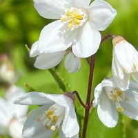 ウツギ,ヒメウツギ,花壇,ガーデニング,庭木の画像