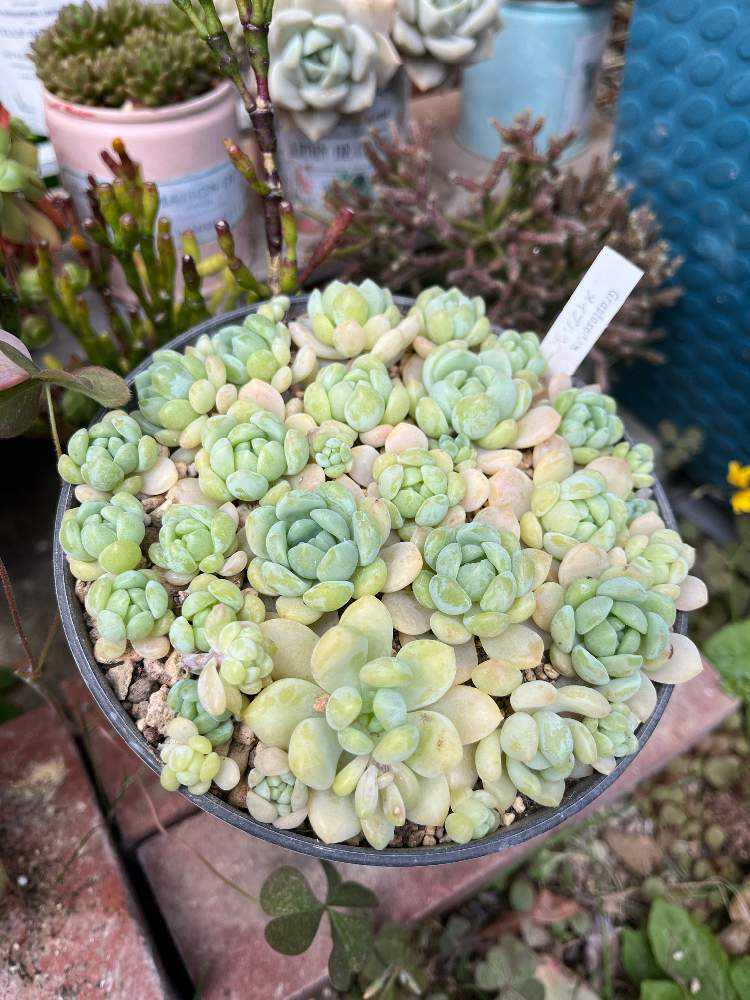 メイプルハニーの復活🍯｜🍀GreenSnap（グリーンスナップ）