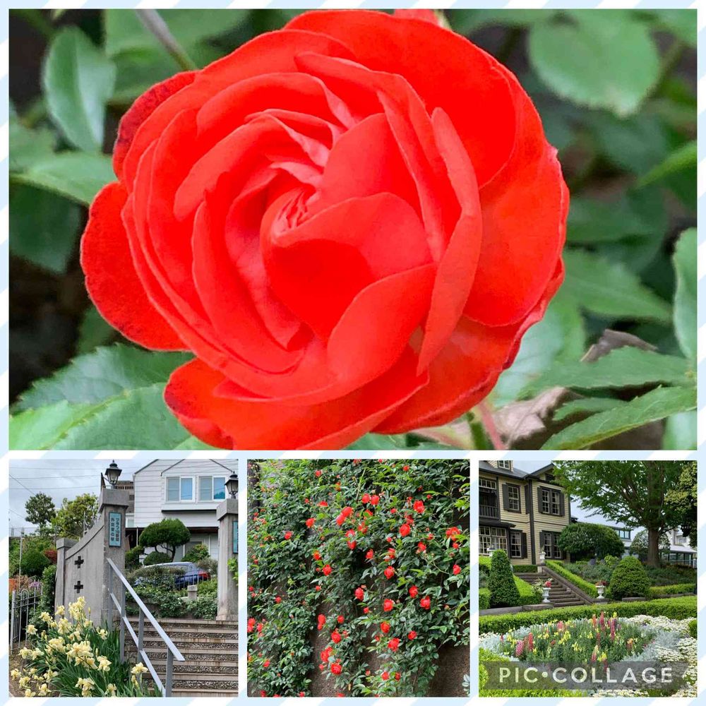 kakoさんの山手イタリア山庭園への投稿