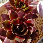 センペルビウム タンホルンの一覧｜🍀GreenSnap（グリーンスナップ） 