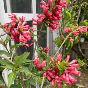 ベニチョウジ,テラコッタ,花と緑のある暮らし,おうち園芸,バルコニー/ベランダの画像