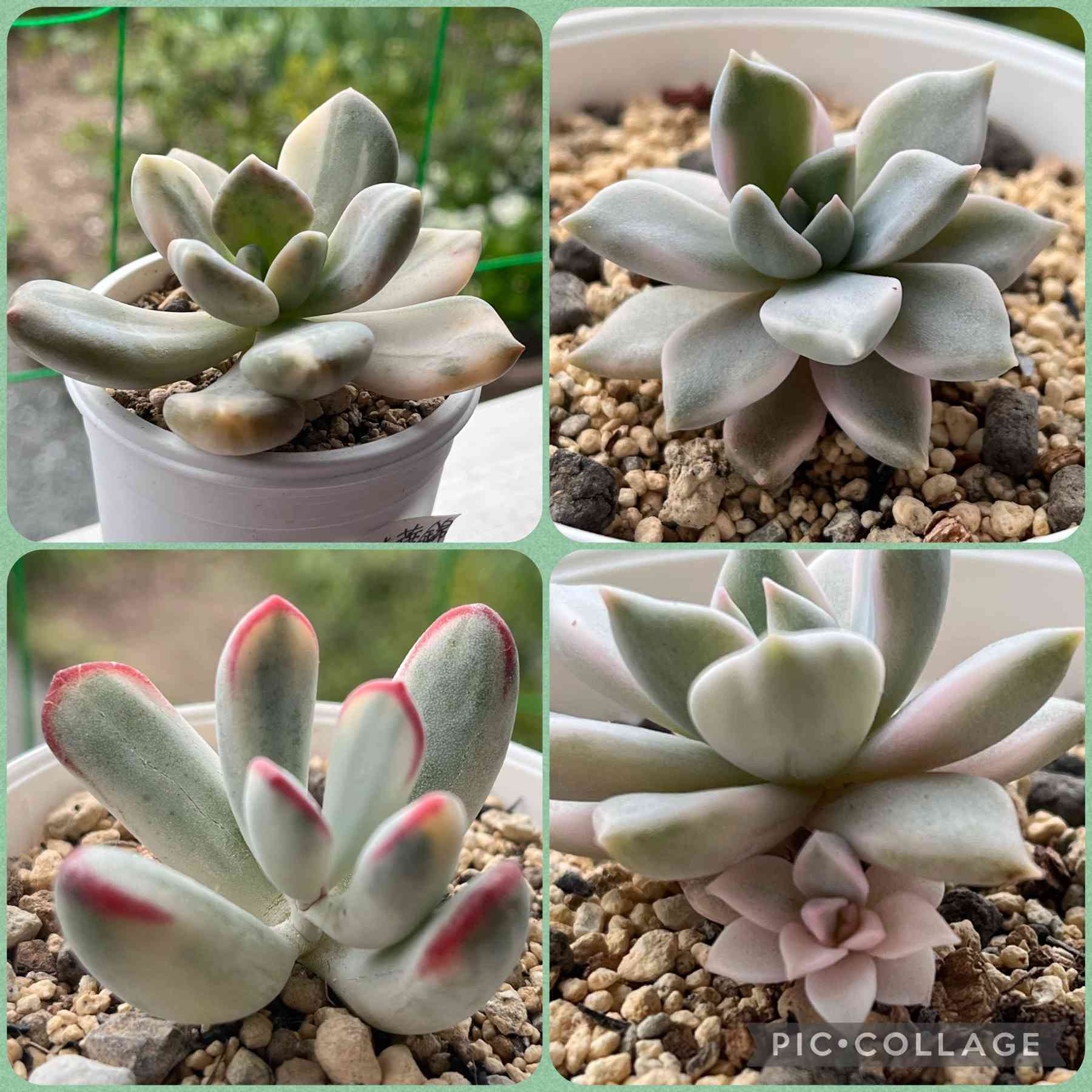 紅月錦の一覧｜🍀GreenSnap（グリーンスナップ）