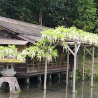 フジ,兼六園,早朝散歩,三芳庵の画像