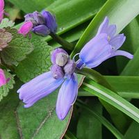 シラー,球根植物,北海道,札幌,小さな小さな庭の画像