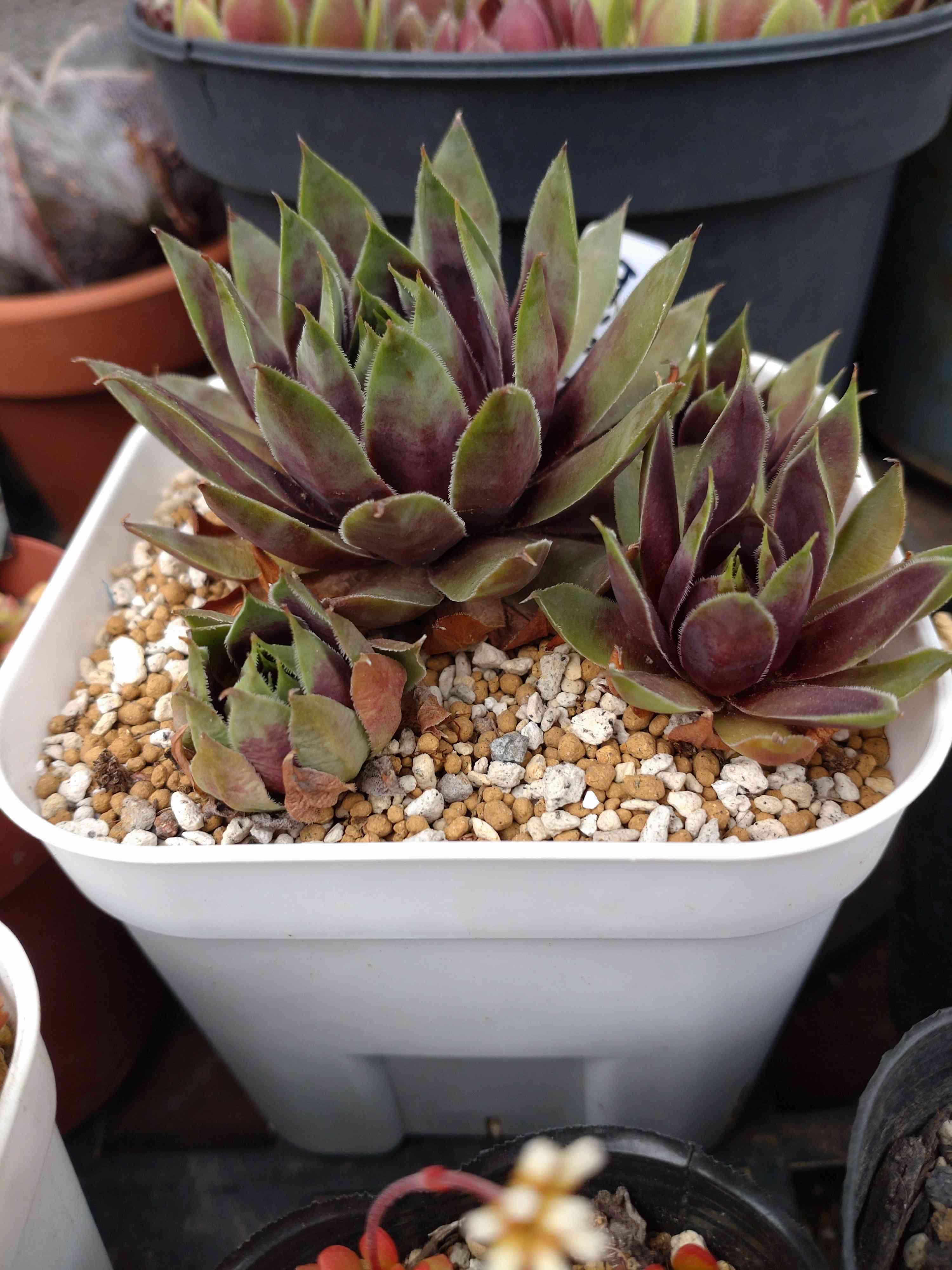 最新情報 ⑦ Sempervivum www クランベリーカクテル❣️ クランベリー