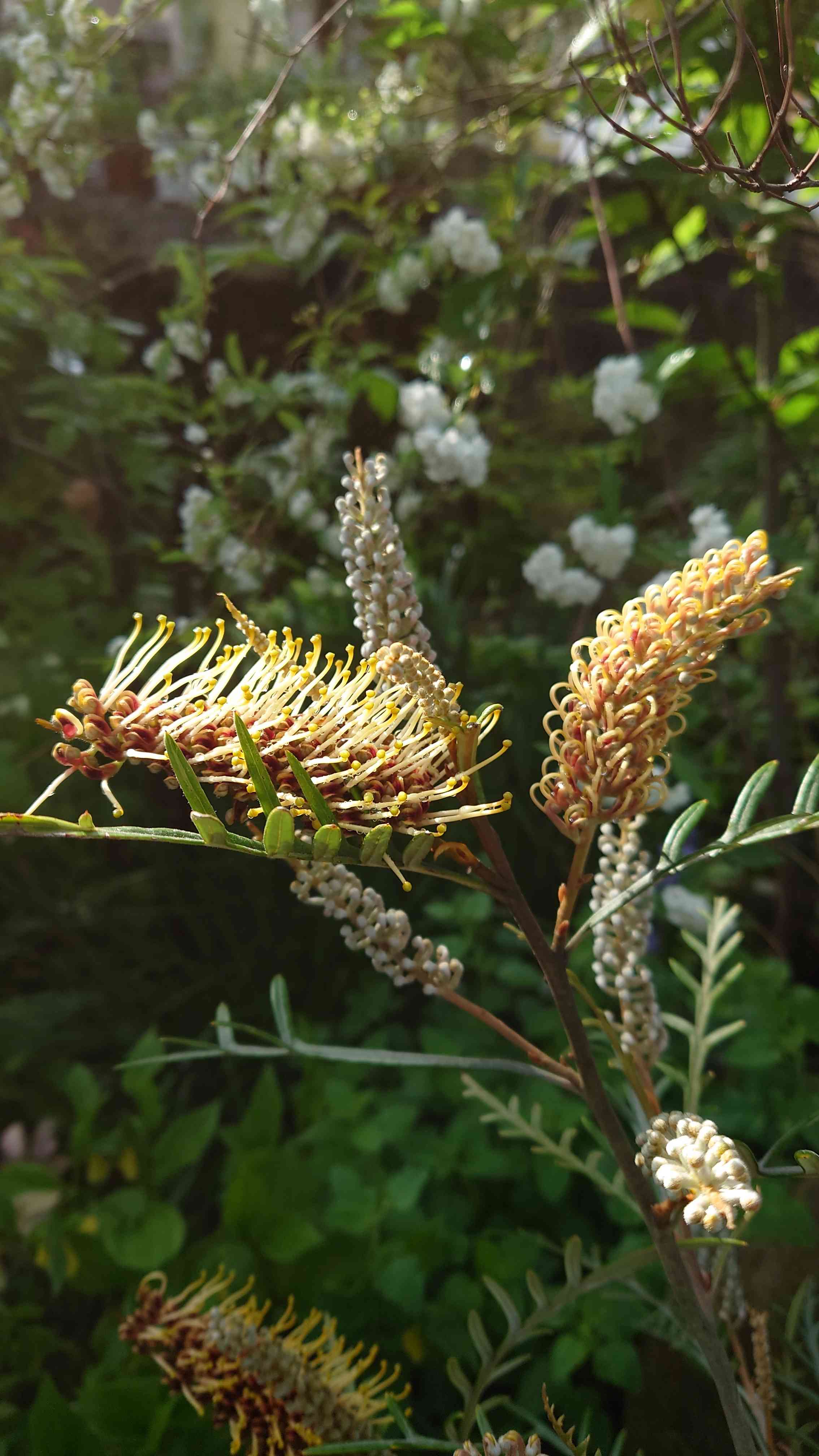 ☆直接受け取り限定☆グレビレアストロベリーブロンド - 植物/観葉植物