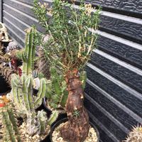 メストクレマ ツベローサム,多肉植物,塊根植物,珍奇植物,灌木の画像