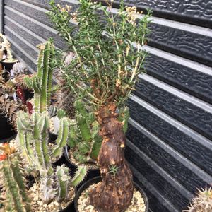 メストクレマ ツベローサム,多肉植物,塊根植物,珍奇植物,灌木の画像