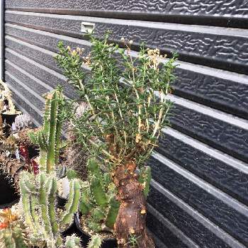 クラッスラ　ワインカップ,クラッスラ　ウンベラ,アドバイス下さい,ふしぎちゃん,うまくできるかな？の画像