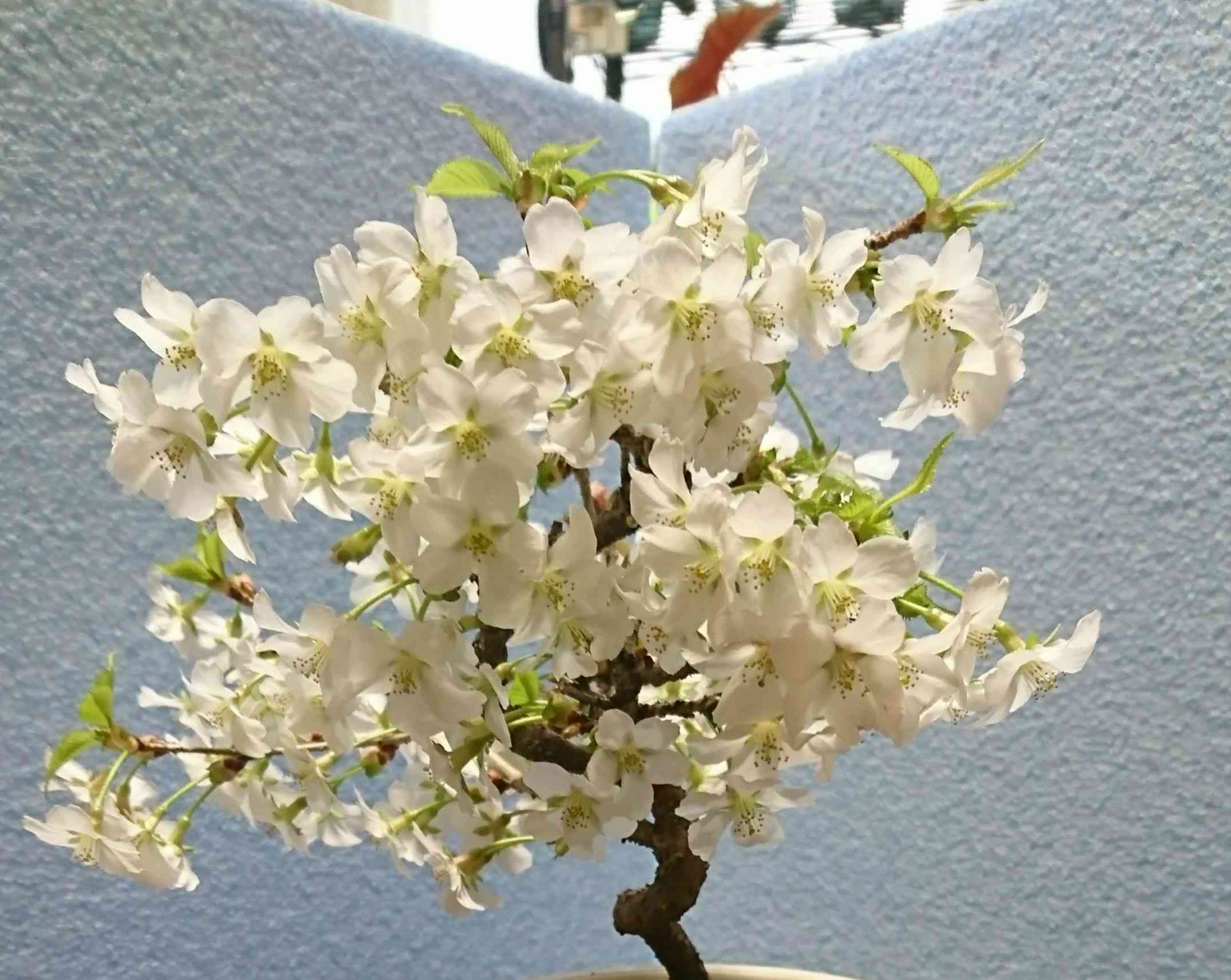 サクラ盆栽のお手入れ｜🍀GreenSnap（グリーンスナップ）