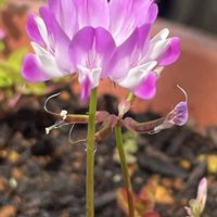 レンゲソウ,花壇,ガーデニング,山野草,マメ科の画像