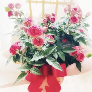 ミニバラ,ボタニカルライフ,プレゼント,季節の花,フラワーギフトの画像