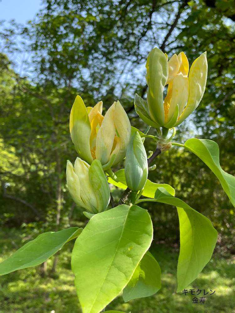 🌸マグノリアとはモクレン科の花の総称で、香りの良い花を咲かせます。 2022 2/20｜🍀GreenSnap（グリーンスナップ）