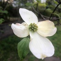 ハナミズキ,花のある暮らし,今日のお花,お写ん歩,平和を願う☆の画像