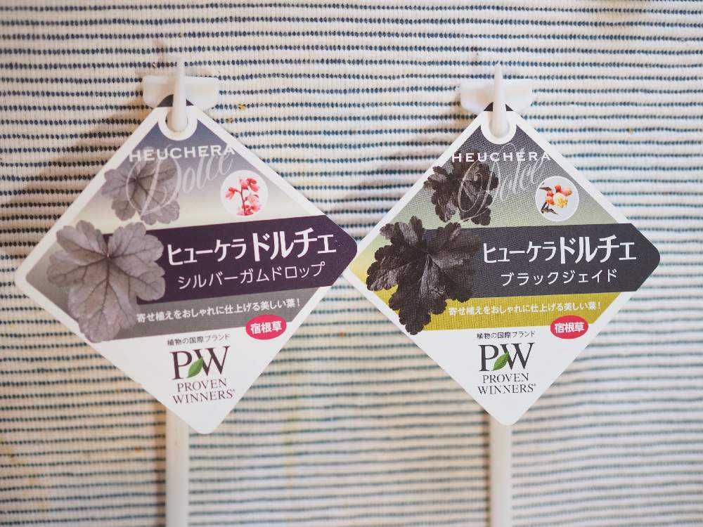 PWスーパーアンバサダー2023🌿春🌼花苗Part①｜🍀GreenSnap