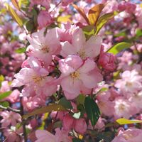 ハナカイドウ,散歩の途中で∪∵∪,ピンク組♪,ご近所さんお花達♪の画像