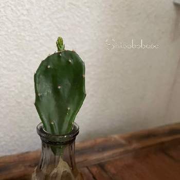 うちわさぼてん,サボテン水耕栽培,サボテン☆,今日の一枚,オプンチアの画像
