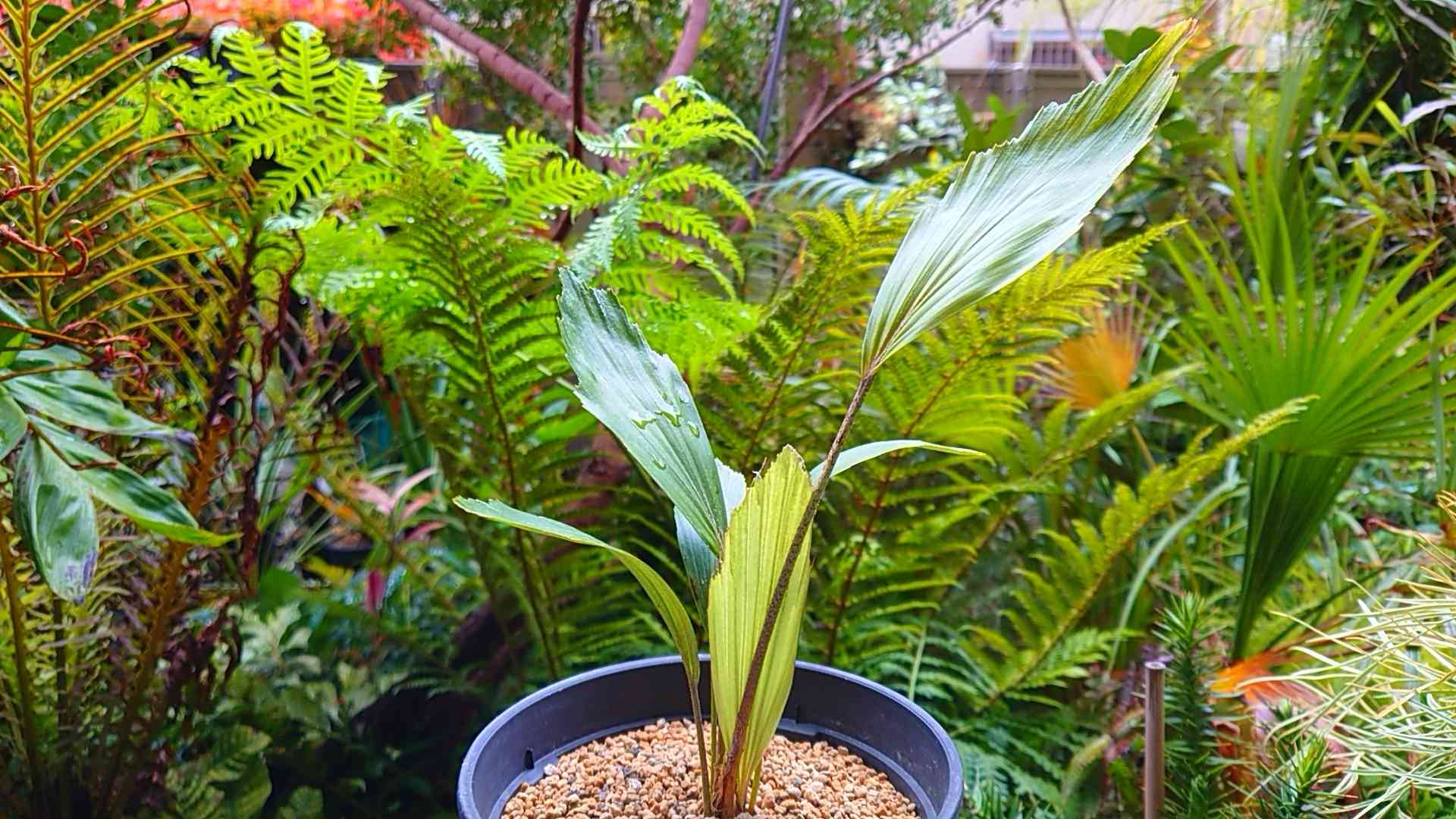 黄金斑入りクロツグヤシ・オーレア耐寒性・耐陰性 黄金斑入りクロツグヤシ・オーレア耐寒性・耐陰性 - メルカリ