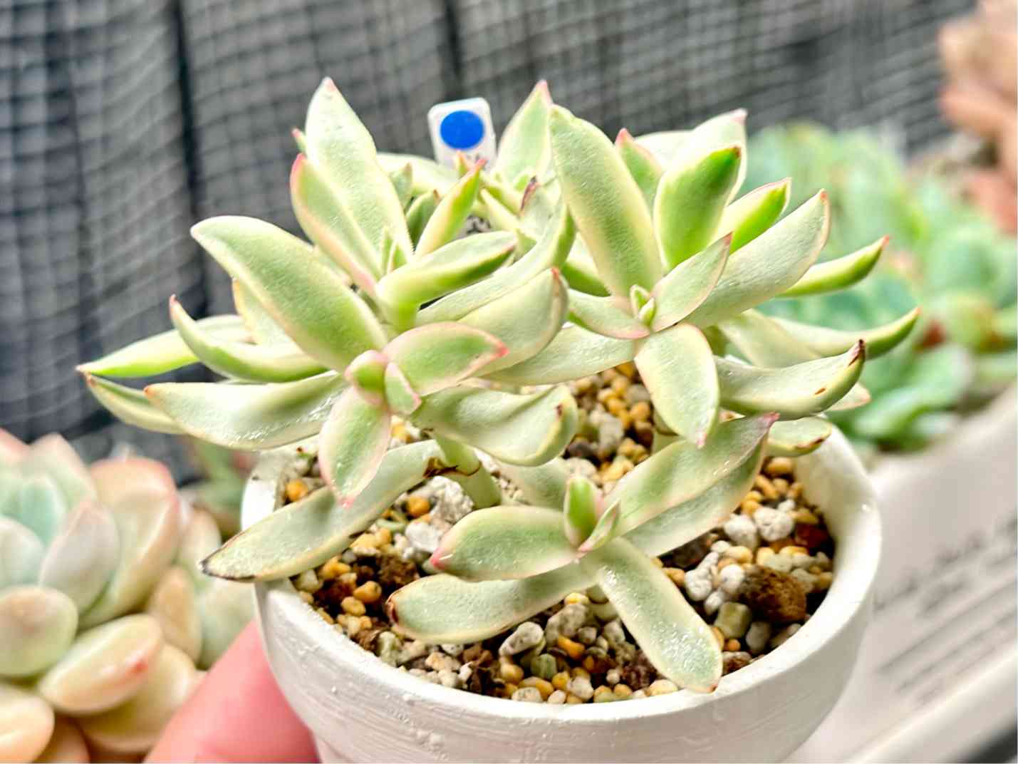 クラッスラ キャンディケインの一覧｜🍀GreenSnap（グリーンスナップ）