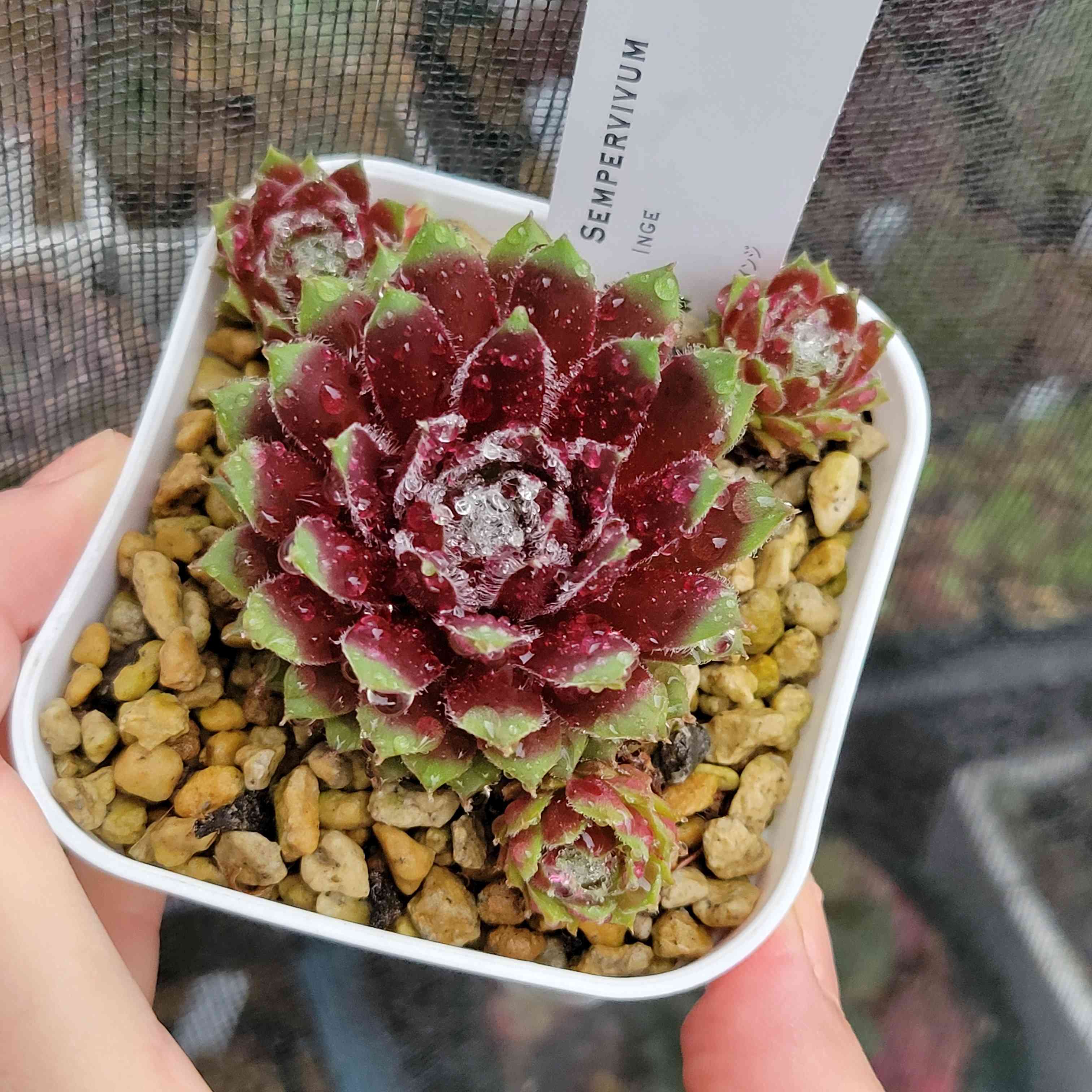 センペルビウム インジの一覧｜🍀GreenSnap（グリーンスナップ）