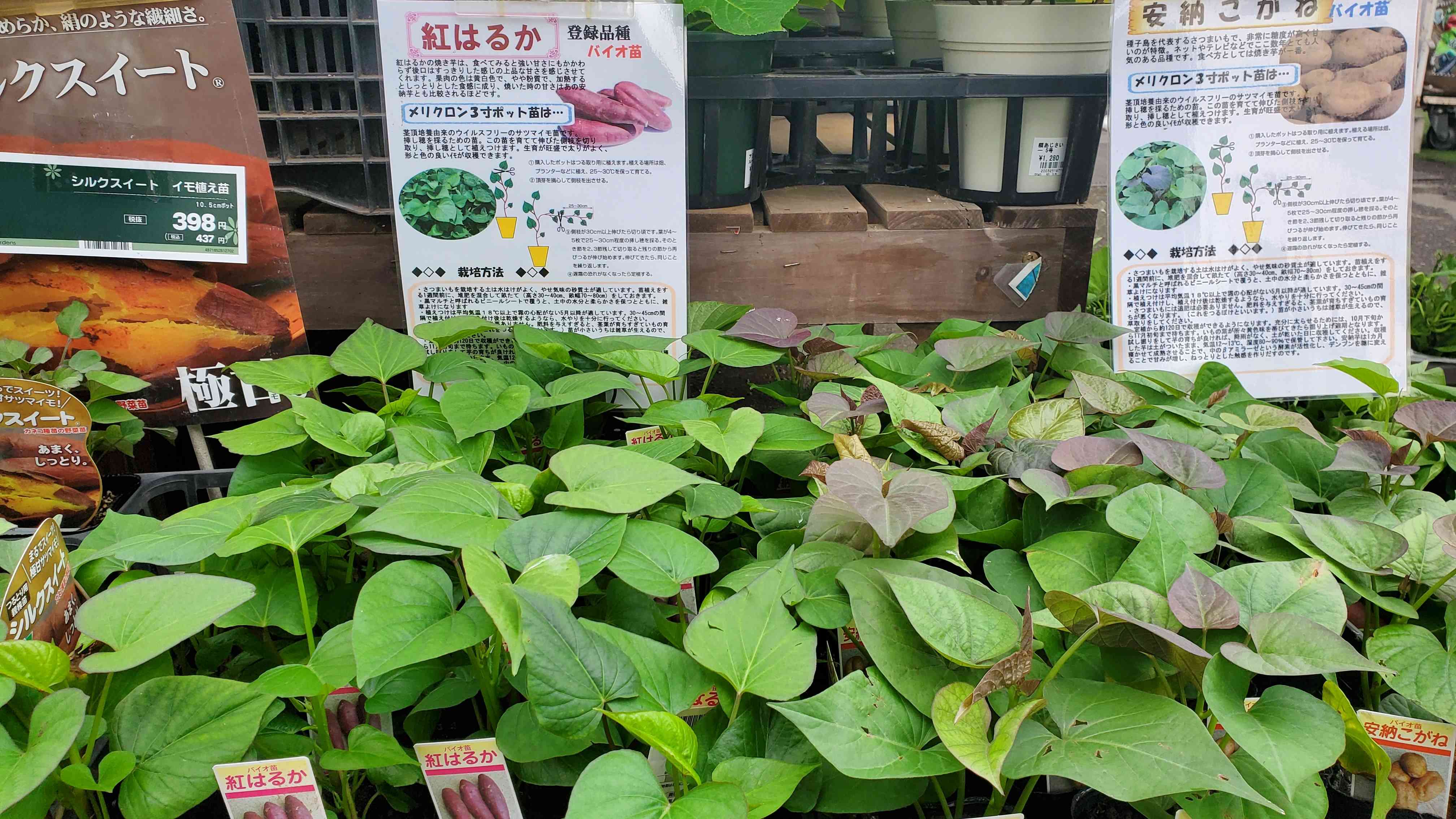 シルクスイート芋苗300本最終セール Amazon | 【芋屋長兵衛】シルクスイート切苗 （さつまいも苗）30
