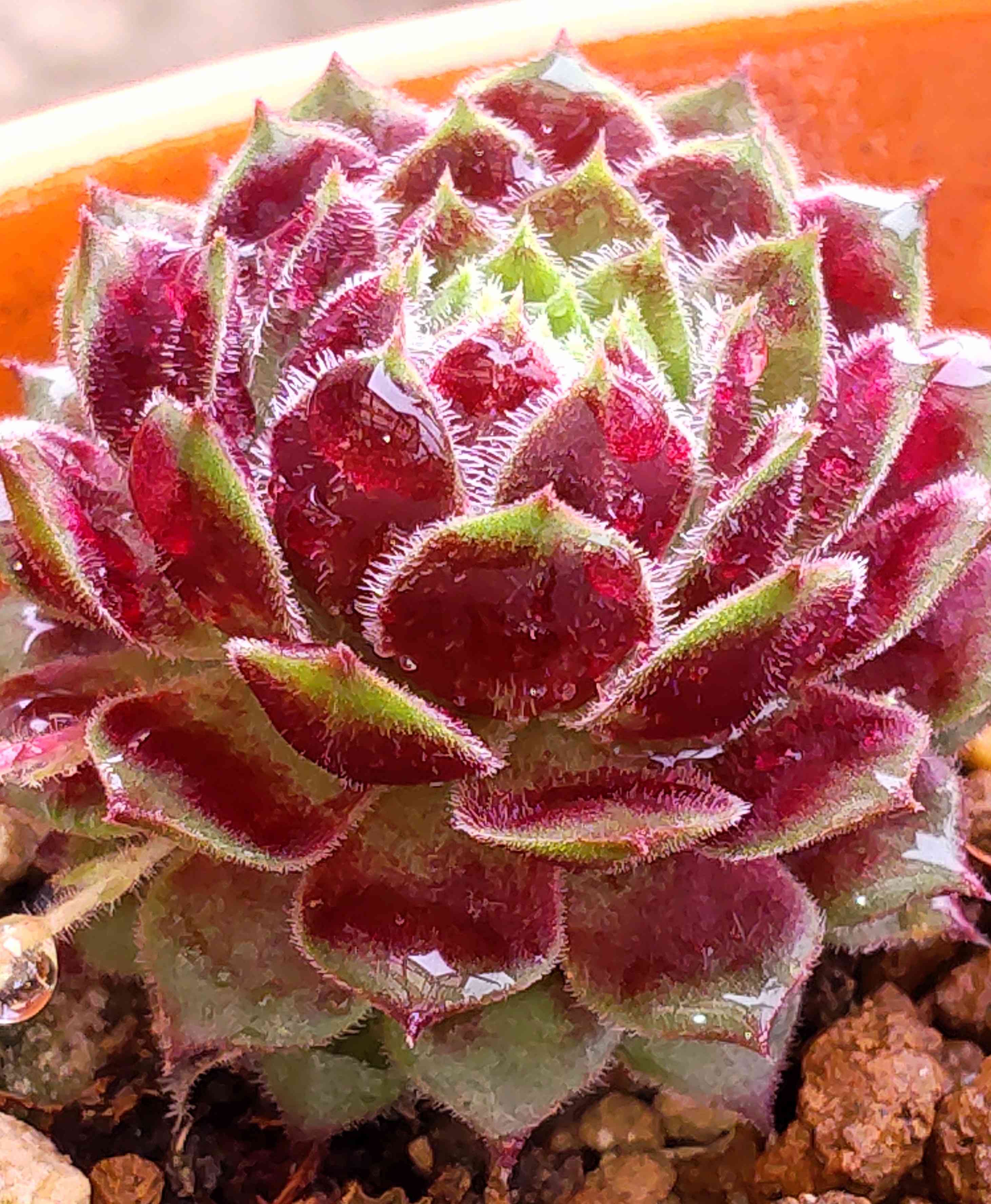 センペルビウム　ファイヤーバード ファイヤーバード センペルビウムの一覧｜🍀GreenSnap（グリーンスナップ）