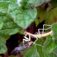 ミント,カマキリの赤ちゃん,可愛い,感謝,カマキリの画像