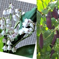 鈴蘭,ツタンカーメン豆,頑張ってね,すずらん,心穏やかにの画像