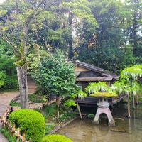 ウワミズザクラ,ドウダンツツジ,フジ,兼六園,早朝散歩の画像